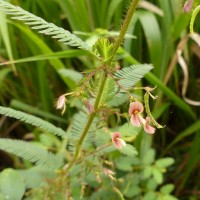 Aeschynomene americana L.